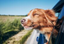 Cani in vacanza: ecco il vademecum per il loro meritato relax