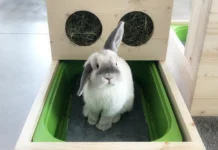 A settembre arriva il Bunny Day