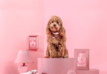 Myfamily si colora di rosa come Barbie