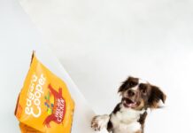 Gli errori più comuni commessi dai pet parent italiani