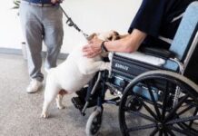 HelloPet!: il bilancio dopo un anno all’Ospedale ASL BI