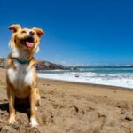 Viaggi pet-friendly alle Canarie in occasione della Giornata Mondiale del Cane