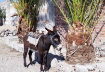 Credere nella capacità emotiva degli animali è legato a migliore salute e benessere