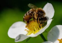 Biodiversità: Europa leader mondiale nella ricerca