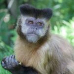 Emozioni: quando tra uomo e primati non c’è differenza