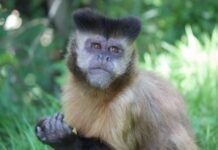 Emozioni: quando tra uomo e primati non c’è differenza