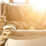 Gatti: i consigli di Ultima Petfood per affrontare il caldo