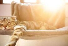 Gatti: i consigli di Ultima Petfood per affrontare il caldo