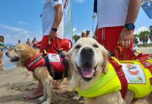 Natural Trainer e i suoi cani eroi al lavoro sulle spiagge italiane