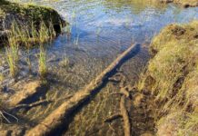 Gli anelli degli alberi rivelano: mai così caldo negli ultimi 1.200 anni