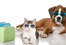 I consigli per una vacanza pet friendly