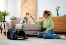 I consigli per volare con il proprio amico a quattro zampe