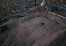 Nate 54 tartarughe marine all’Isola d’Elba