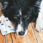 Animali e caro vita: 600 euro all’anno per un cane, 390 per un gatto