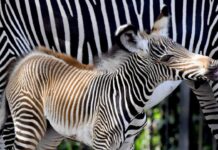 Nata una zebra al Bioparco di Roma
