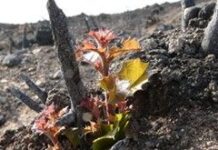 Incendi: la resilienza degli ecosistemi