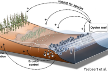LIFE NatuReef: presentato il progetto per il ripristino delle antiche scogliere di ostriche e sabellarie