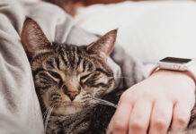 Ultima Petfood celebra la Giornata Nazionale del Gattile