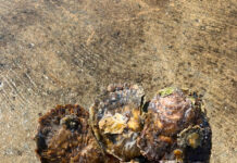Dagli scarti della molluschicoltura nuovi “reef” per rigenerare il mare