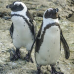Anche i pinguini si riconoscono dal “timbro della voce”