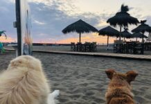 BAU BE: la prima certificazione aziendale a prova di cane