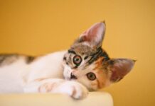I gatti fanno le fusa in modo diverso da quanto si pensasse in precedenza