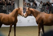 Al via a VeronaFiere la 125esima edizione di Fieracavalli