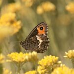 I cittadini scienziati riscoprono farfalle che temevamo scomparse dai parchi nazionali italiani