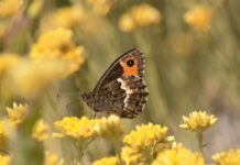 I cittadini scienziati riscoprono farfalle che temevamo scomparse dai parchi nazionali italiani