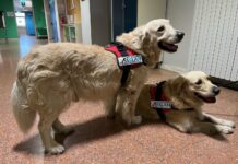 “Ri-Animali”: progetto di Educazione Assistita con Animali per la Rianimazione di Rivoli