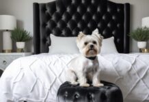 Turismo pet-friendly: Santévet e Justfortails annunciano una partnership