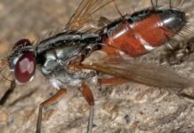 Mosche d’alta quota guardiane della biodiversità a rischio climatico