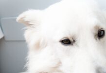 Atelier VM presenta la collezione Kit Impronta Fedele