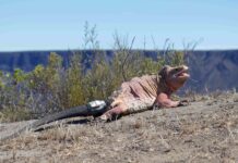 Galápagos: l’importanza del color rosa