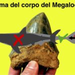 Megalodon: uno studio rivela l’aspetto del gigantesco squalo estinto