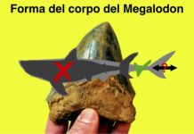 Megalodon: uno studio rivela l’aspetto del gigantesco squalo estinto