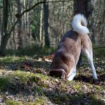 Perché i cani scodinzolano: una ricerca indaga sulle ragioni di questo comportamento