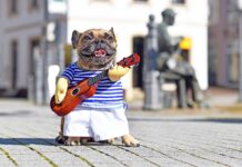 Cani protagonisti dei nostri video social: attenzione allo stress