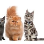 Festa del Gatto: al via la Città dei Gatti 2024