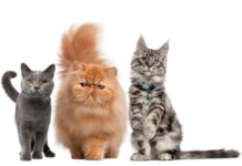 Festa del Gatto: al via la Città dei Gatti 2024