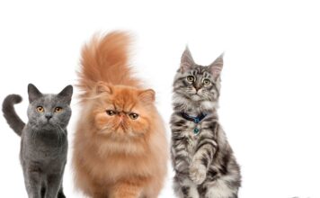 Festa del Gatto: al via la Città dei Gatti 2024