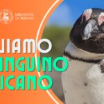 Un gruppo di ricercatori dell’Università di Torino sta studiando il canto del pinguino africano per salvarlo dall’estinzione