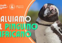 Un gruppo di ricercatori dell’Università di Torino sta studiando il canto del pinguino africano per salvarlo dall’estinzione