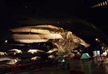 Alla scoperta della balenottera azzurra per comprendere lo sviluppo delle popolazioni marine