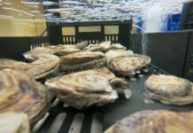 Al via il ripristino degli habitat ad ostrica piatta