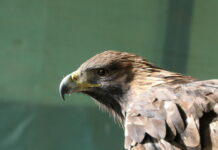 Sella Giudicarie: rilasciata in libertà un’aquila reale