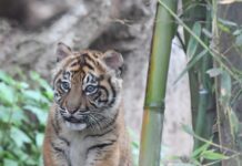 La nuova tigrotta del Bioparco di Roma Kala visibile al pubblico