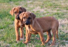 C’è un Leone in città: l’ascesa del Rhodesian Ridgeback in Italia