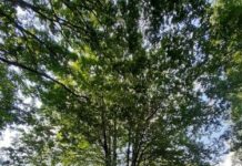 Così i boschi di faggio italiani si adattano al clima