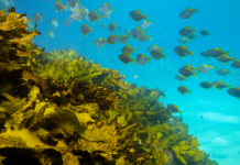 Purina Europa lancia il suo primo “Ocean Restoration Program”